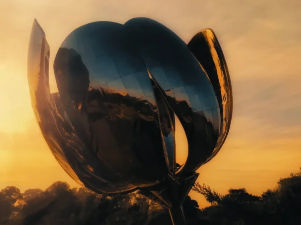 Floralis generica em pôr do sol
